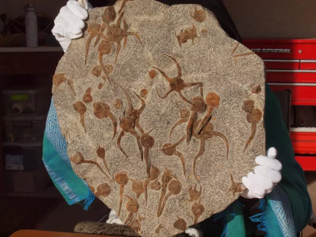 Huge Fossil Starfish Geocoma and Jelly fish Slab from Morocco 150 Mil Years Old