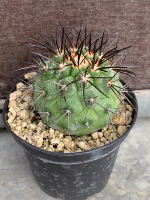 Copiapoa Longistaminea Own Roots Pot 7Cm D4,5Cm Hcm