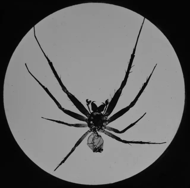 A SPIDER C1888 ANTIQUE VICTORIAN Magic Lantern Slide MICROSCOPE PHOTOGRAPH