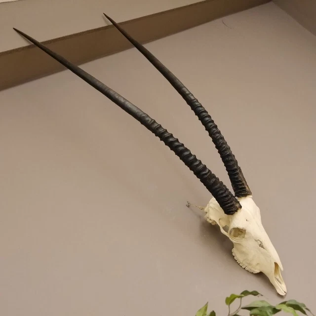 Reclamo Orix ( Gazella) Antílope Gacela Gemsbok África Trofeo de Calavera,Hl 97