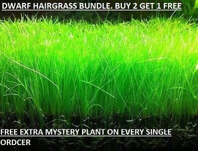 Dwarf Hairgrass Eleocharis Parvula Live Aquarium Plants BUY 2 GET1 FREE