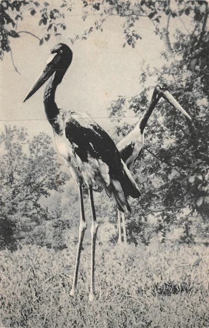 CPA National Museum of Natural History Woods Zoological Park of Vincennes