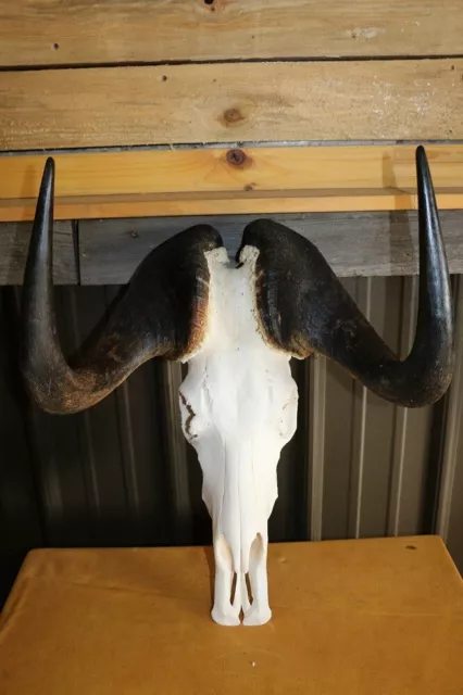 Taxidermy African Black Wildebeest Skull with Horns, oddities, bones