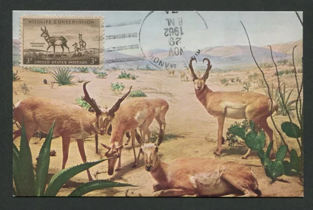 USA MK 1962 FAUNA ANTILOPE ANTELOPE PRONGHORN MAXIMUMKARTE MAXIMUM CARD MC d4797