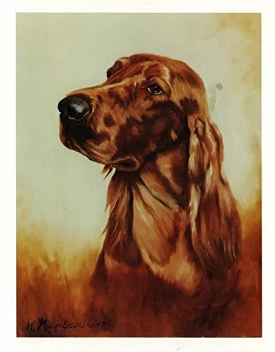 Irish Setter Head Study Notecards Set 12 Blank Note Cards Artist Ruth Maystead