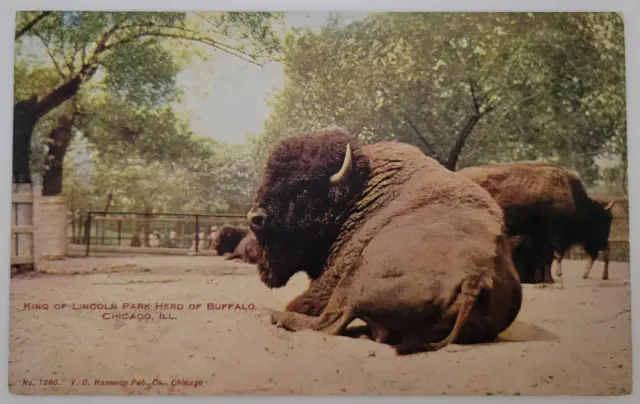 Buffalo Herd Lincoln Park Chicago IL Original Postcard 1900s
