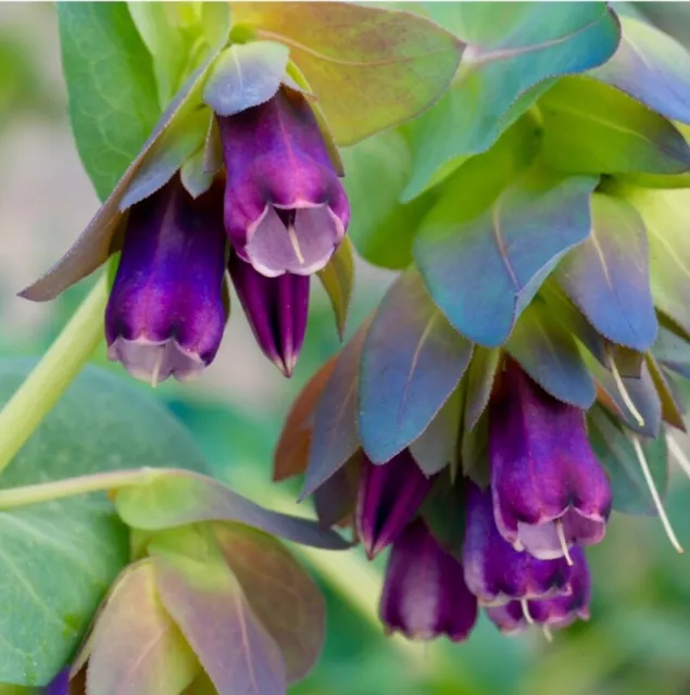 2 Cerinthe Plug Plants