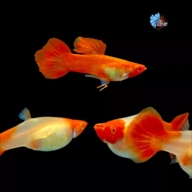 2X Male - Albino Red Koi Ear - Guppy High Quality-Live Guppies Fish - USA SELLER
