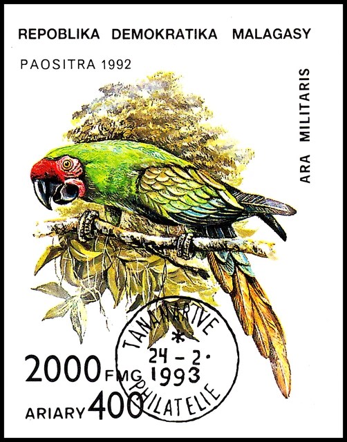 Schmuck Souvenir Block Tier Vogel Papagei Ara Kleiner Soldatenara Exotisch / 373
