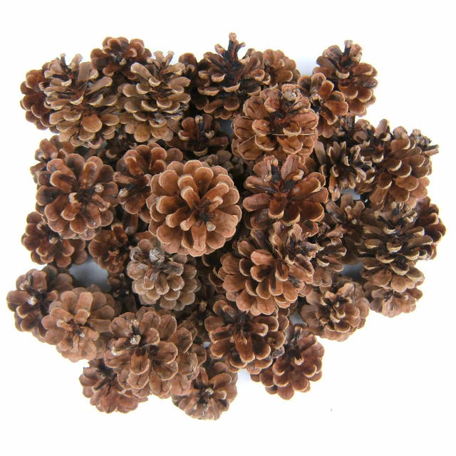 500g Schwarzkiefer Zapfen, Natur, ca. 25 - 30 Stück