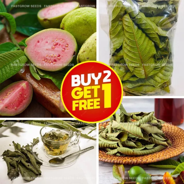 500+ Dried Guava Leaves Anti Diabetic Anti Hair Loss & Fat Burner Herbal Drink