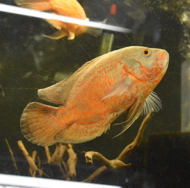 Live Albino Ruby Oscar Cichlid (6-7" Large Freshwater Aquarium Fish) 9