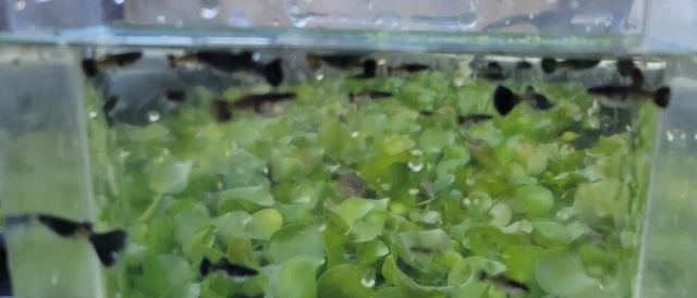Black Metal Lace Guppies fry pack 10 fry Black Metal Lace Guppies fry pack 10 fry