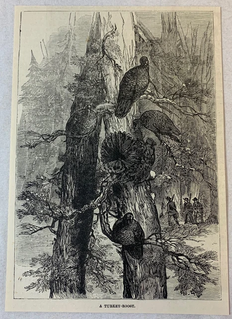 1885 magazine engraving ~ A TURKEY-ROOST turkeys in the trees eluding hunters