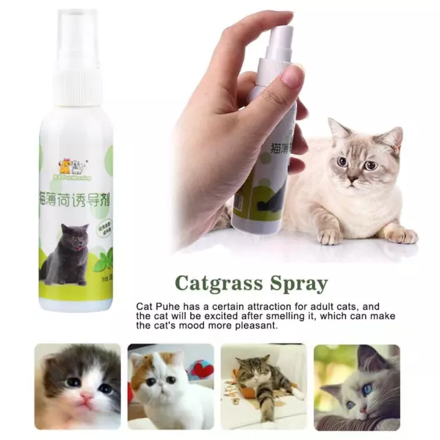 Herbal Catnip Spray 50ml Cat Toys and Scratch Posts Cat Nip Natural Organic NICE