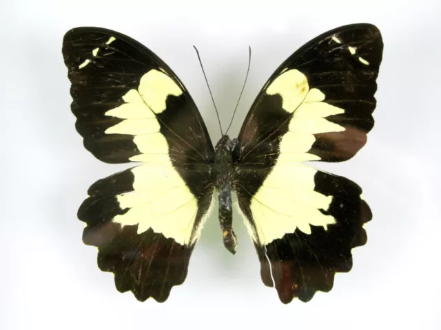 3 real beautiful and huge butterflies in the XXl showcase - single piece - 26 3