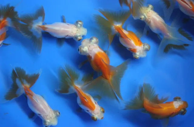 Live Red & White Butterfly Tail Live Goldfish sm. fish tank koi pond aquarium
