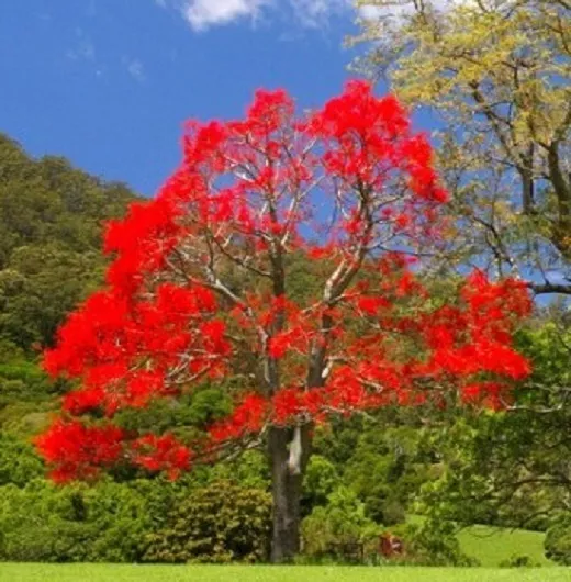 TS004 Brachychiton Acerifolius Illawarra Flame Tree x10 Seeds