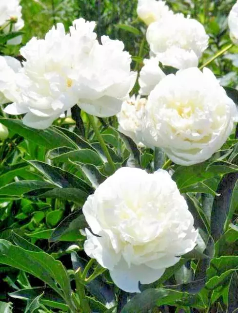 10 POLYPHYLL WHITE TREE PEONY SEEDS - (Paeonia suffruticosa)