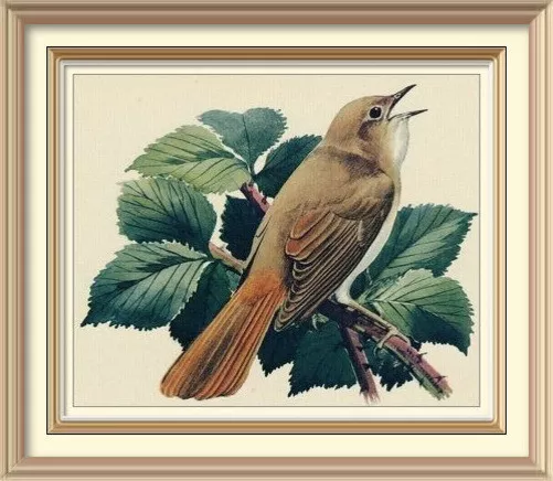 Old Vintage CHARLES TUNNICLIFFE Litho Art Print Songbird NIGHTINGALE Garden Bird