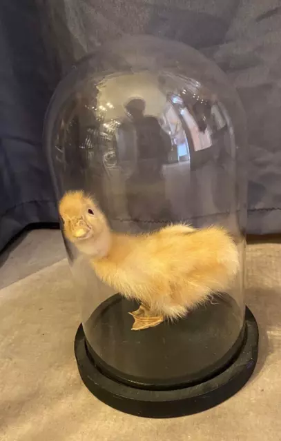 Taxidermie Jeune Caneton Empaillé Sous Globe En Verre