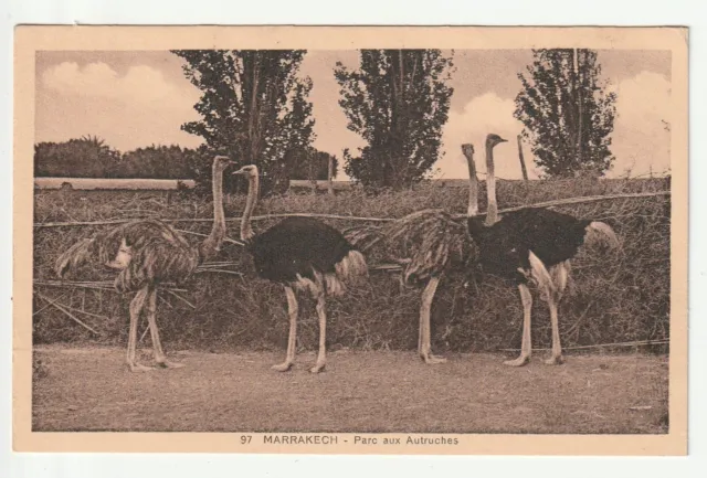 ANIMAUX - AUTRUCHES - Autruches - Ostrich MARRAKECH Le parc aux autruches