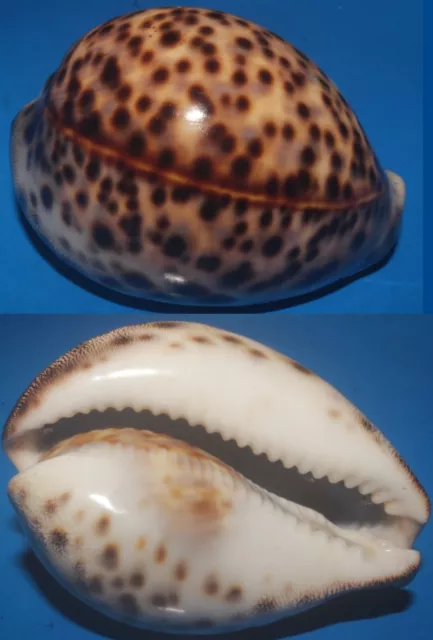 Tonyshells Seashells Cypraea tigris TIGER COWRY 74mm F+++/GEM Superb Pattern