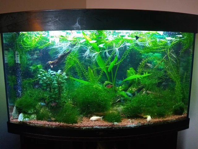 Juwel Vision 180 aquarium / fish tank