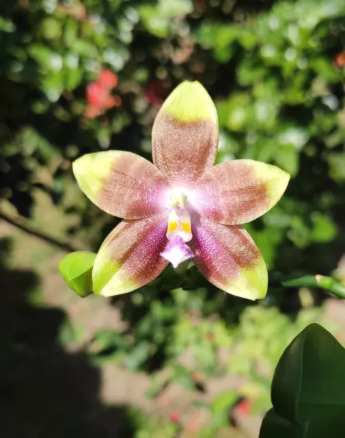 Orchidée phalaenopsis violacea alba x speciosa coffee