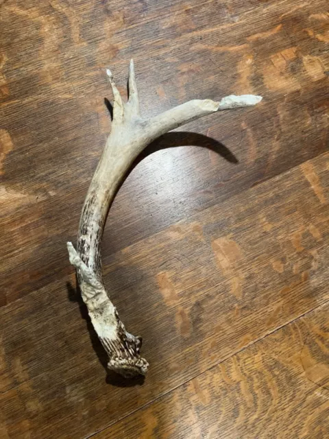 whitetail deer antlers sheds taxidermy