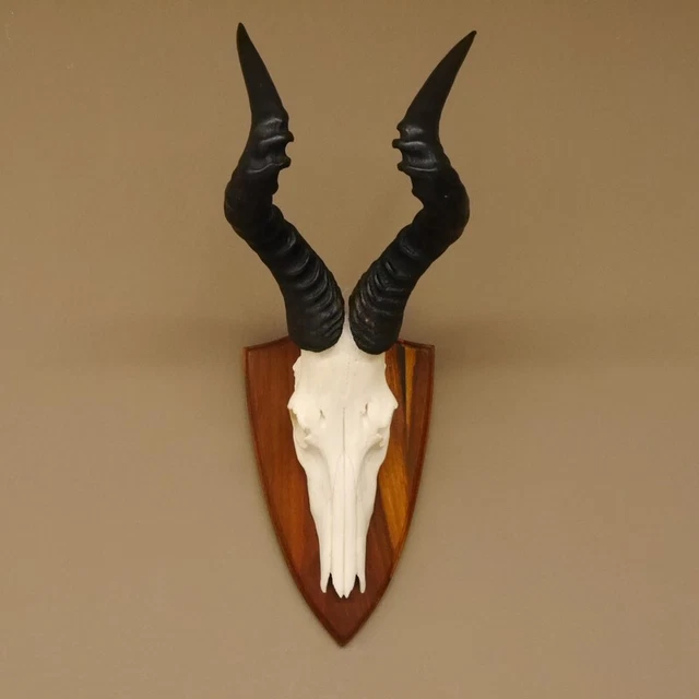Hartebeest Búfalo Trofeo de Calavera África Antílope Cráneo Trofeo Decoración
