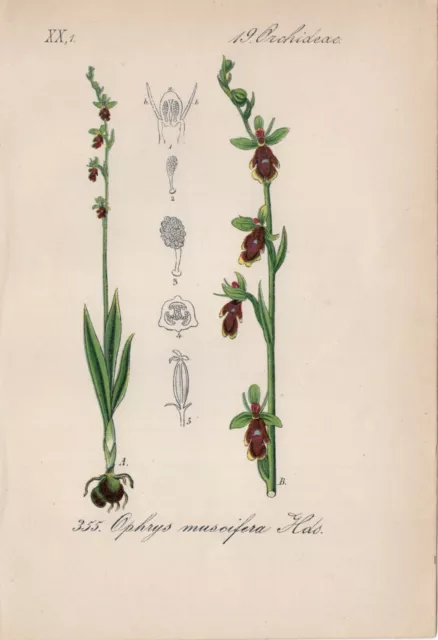 Fliegen-Ragwurz (Ophrys Insectifera) Chromo-Lithographie De 1880 Fly Orchid