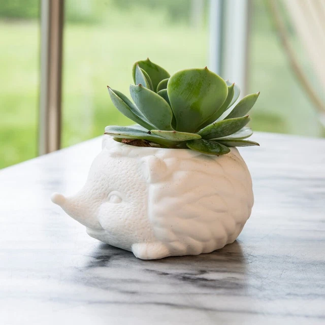 Prickles the Hedgehog Planter Decor Kikkerland Succulent, Art