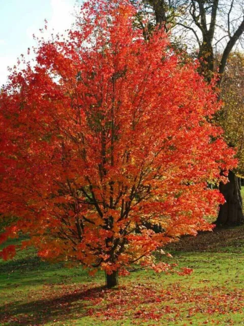 Acer pseudoplatanoides, Acero Montano/Albero - H>1,5mt vaso 2 litri PIANTA ALTA