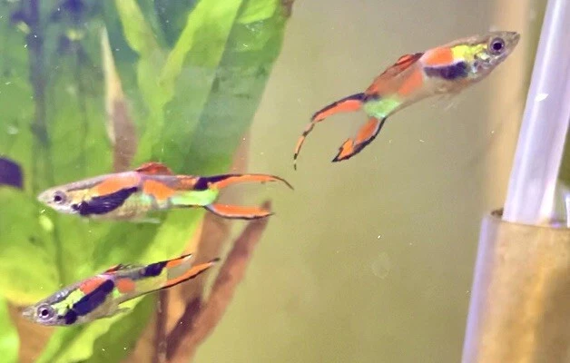 5+1 (2 TRIOS)PURE Black Bar Endler Breeding - Live Bearers !!READ DISCRIPTION!!