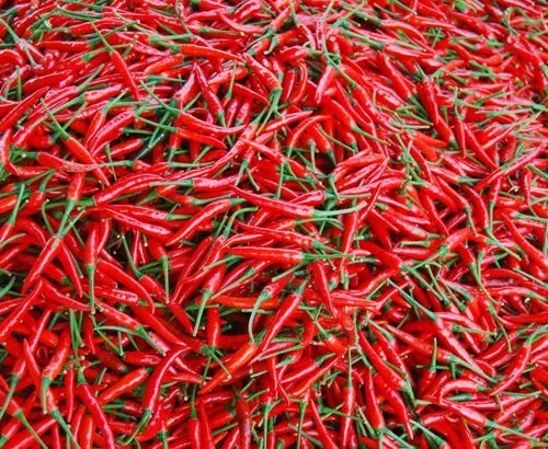 100 Red Chili Pepper Seeds Capsicum Hot Cayenne Pepper