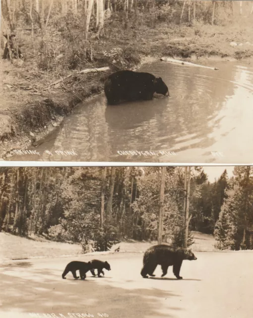 Lot 2 Cartes Postales Etats-Unis Cheboygan Michigan Animaux Ours Ourse Oursons