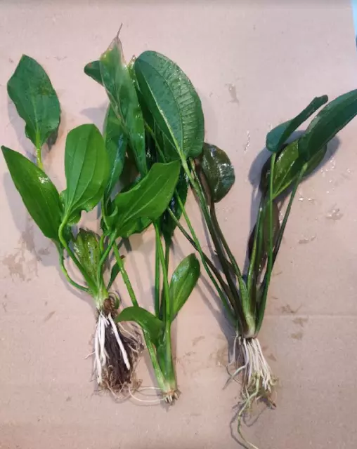Echinodorus mix 5/15 cm plante aquarium vert 2