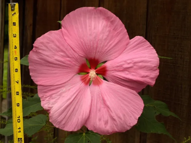 PINK ELEPHANT Hardy Hibiscus -- Plant in 4.5" pot -- BIGGEST FLOWERS