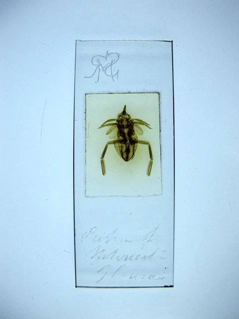 ANTIQUE MICROSCOPE SLIDE by SMR? Pupa of Notonecta glauca. Water ...