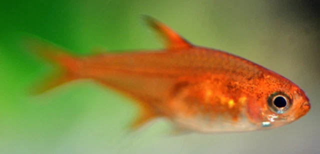 Pack of 5 Live Juvenile Ember Tetra Freshwater Tropical Aquarium Fish Grade A