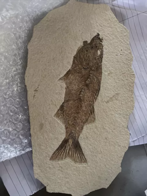 fossilised fish