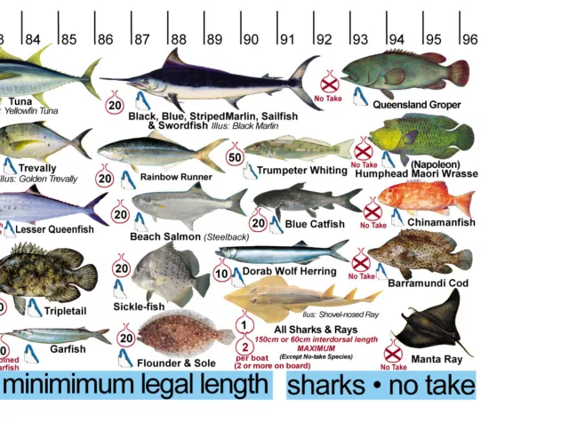 Fish Measure sticker decal QLD & Great Barrier Reef 3