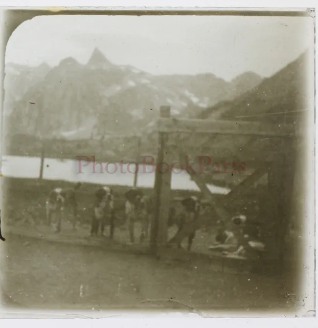 Les Chiens de Saint-Bernard Montagne 1928 Photo Stereo Plaque de verre Vintage
