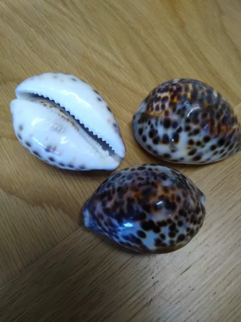 Tiger Cowrie / Cyprea Tigris 5-7cm Shells x 1 Genuine sea shells, unpolished fi