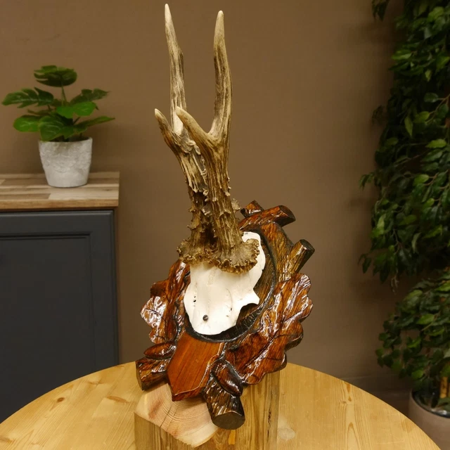 2 cornes bois de cerf pour coucou forêt noire chasseur tête de cerf MM Brut