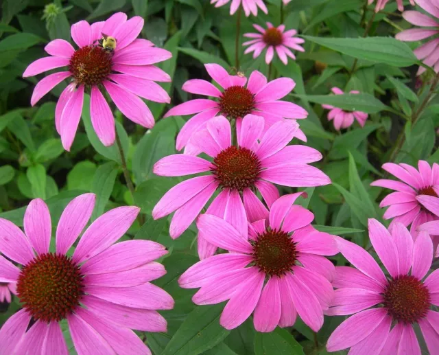 SAMEN purpur SONNENHUT Gartenpflanze seltene Veranda dekorative Sommerblume