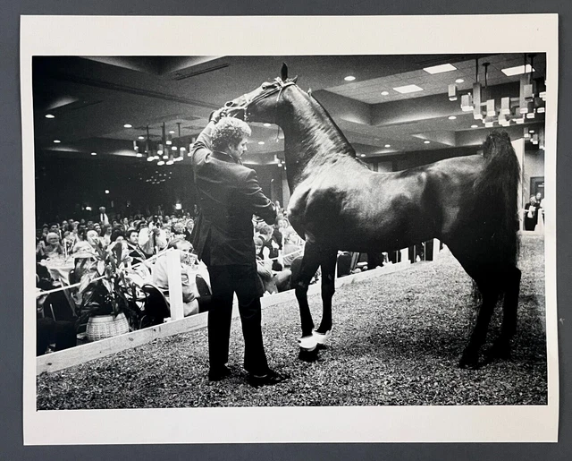 1984 Night Prowler Horse Equestrian Elegance Parade VTG Press Photo Tom Lee NC