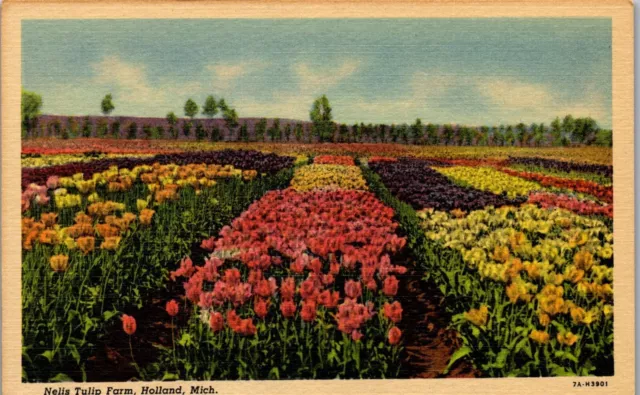 Vintage Holland Michigan MI Postcard Nelis Tulip Farm Unposted Linen Card 1940's
