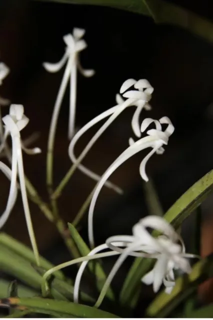 Neofinetia falcata ( Japanese Orchid)